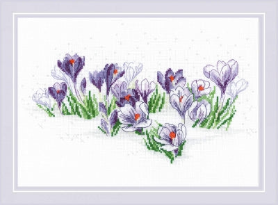 Crocuses Under The Snow - Riolis