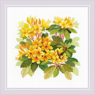 Rhododendron - Riolis