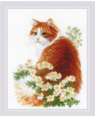 Ginger Meow - Riolis