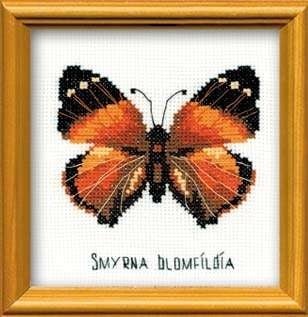 Nymphalidae Butterfly - Riolis
