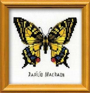 Swallowtail Butterfly - Riolis
